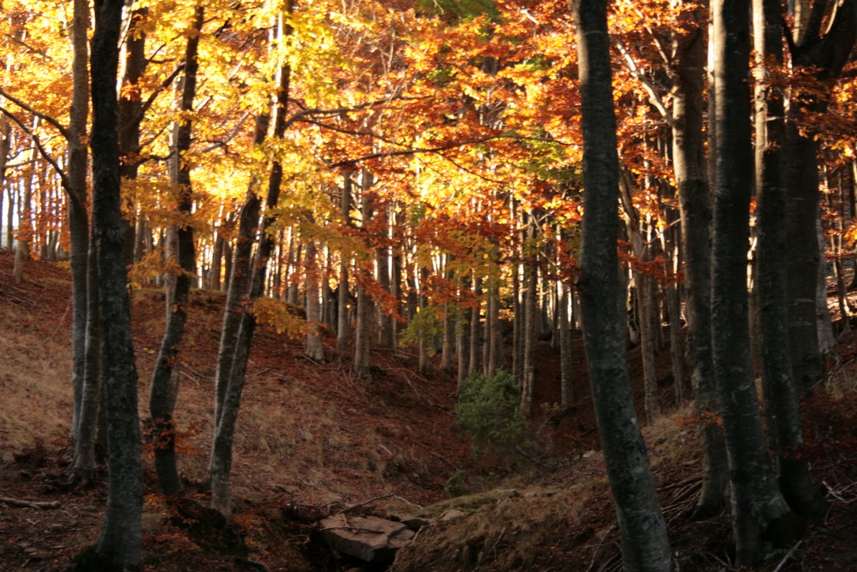 01casentino fall foliage 