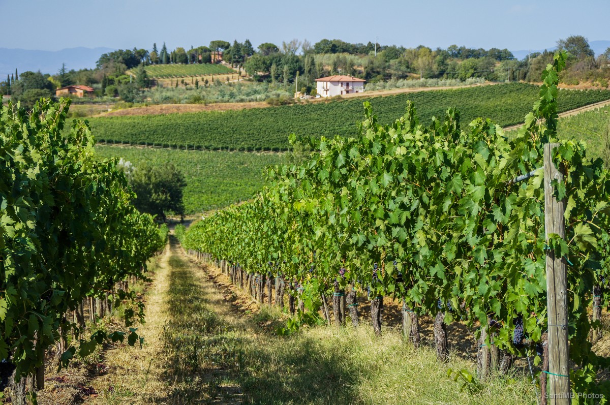 01chianti vineyard