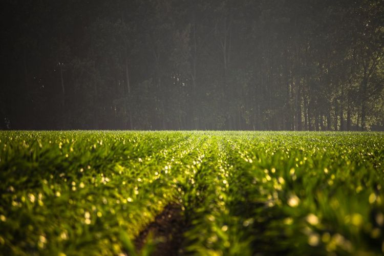 01nature field forest agriculture