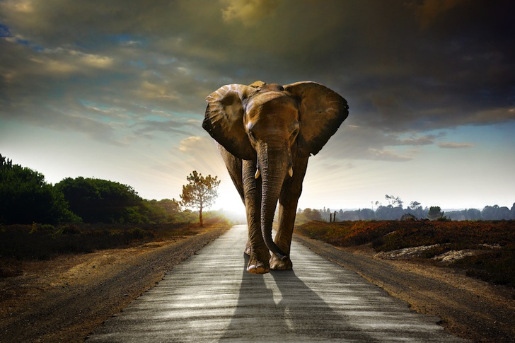 01African Elephant on the Road