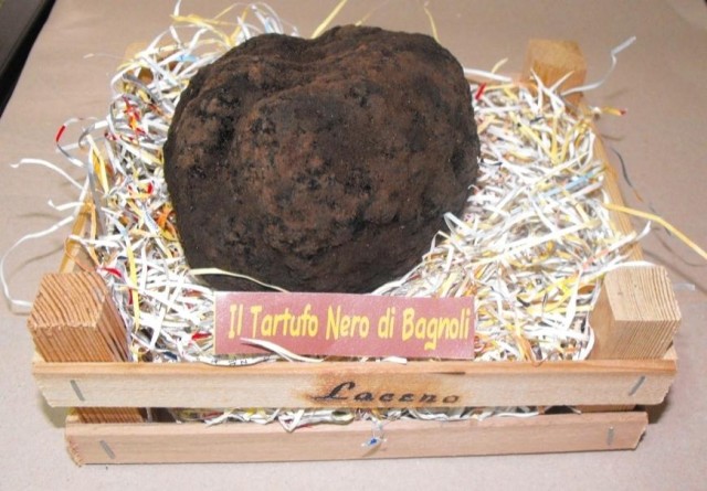 Tartufo-nero-di-530-gr-trovato-a-Bagnoli-dal-cane-LUNA-640x445