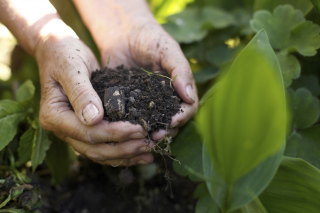 adotta-una-zolla-progetto-per-sostenere-agricoltura-biologica-1-640x426