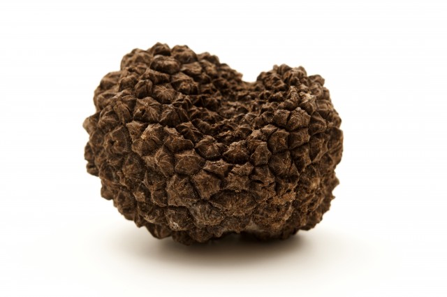 tartufo scorzone